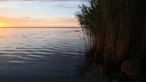 Atlantic ocean coastline with bulrush at sunset Stock Footage 87632284
