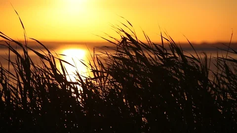Atlantic ocean coastline with bulrush at sunset Stock Footage 87632307