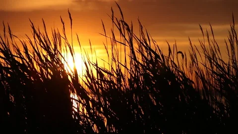 Atlantic ocean coastline with bulrush at sunset Stock Footage 87632330