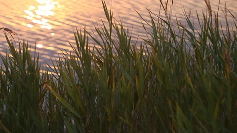 Atlantic ocean coastline with bulrush at sunset Stock Footage 87632342
