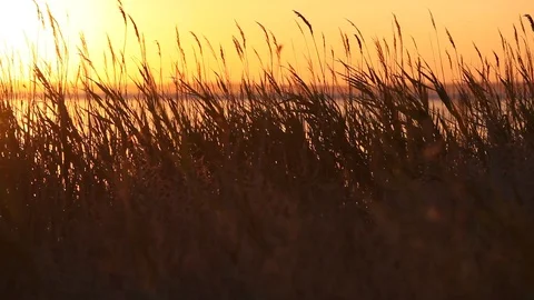 Atlantic ocean coastline with bulrush at sunset Video stock 87632574