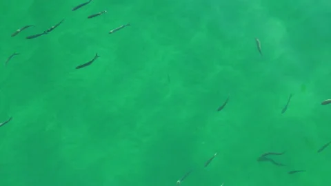Atlantic ocean fish in water Video stock 321430714