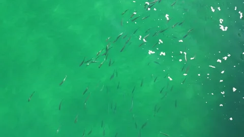 Atlantic ocean fish in water Video stock 321430748