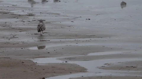 Atlantic ocean Stock Footage 46461700