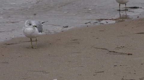 Atlantic ocean Stock Footage 46461965