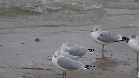 Atlantic ocean Stock Footage 46462015