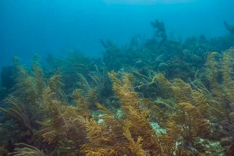 Atlantic ocean reef Stock Photos