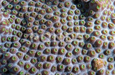 An atlantic ocean species of marine animal. Stock Photos