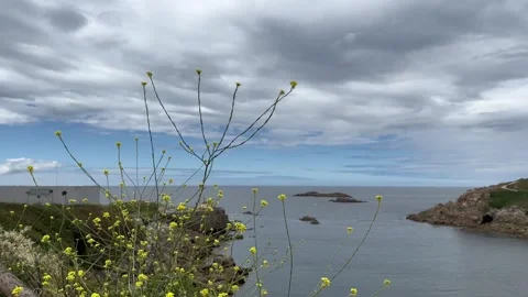 Atlantic ocean view, flower swaying in the wind Stock Footage 244368564