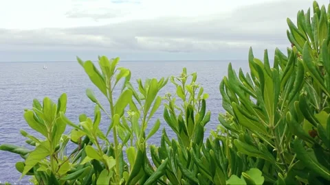 Atlantic Ocean View Through Coastal Greenery in Northern Spain with Sailboat Stock Footage 339683309