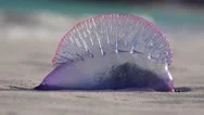 Atlantic Portuguese Man O' War (Physalia Physalis) On The Bermuda Beach. Stock Footage