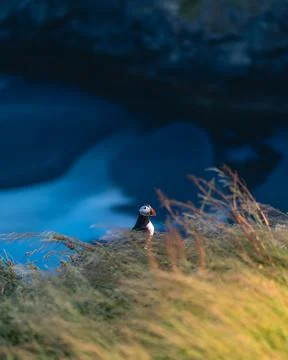 Atlantic puffin also know as common puffin is a species of seabird in the auk Stock Photos