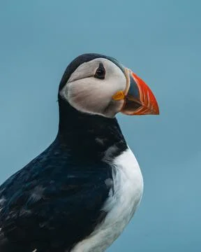 Atlantic puffin also know as common puffin is a species of seabird in the auk Stock Photos