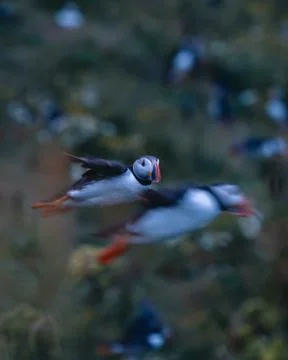 Atlantic puffin also know as common puffin is a species of seabird in the auk Stock Photos
