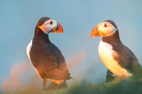 Atlantic puffin also know as common puffin is a species of seabird in the auk Stock Photos