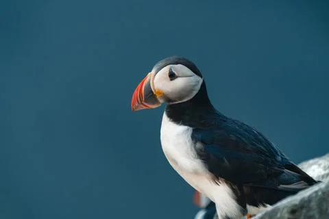 Atlantic puffin also know as common puffin is a species of seabird in the auk Stock Photos