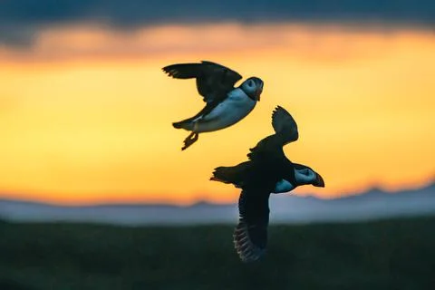 Atlantic puffin also know as common puffin is a species of seabird in the auk Stock Photos