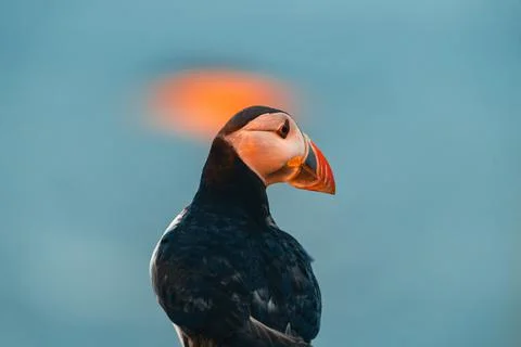 Atlantic puffin also know as common puffin is a species of seabird in the auk Stock Photos