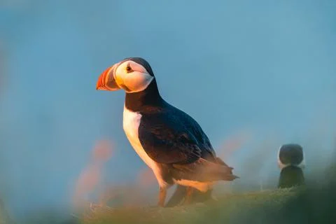 Atlantic puffin also know as common puffin is a species of seabird in the auk Stock Photos