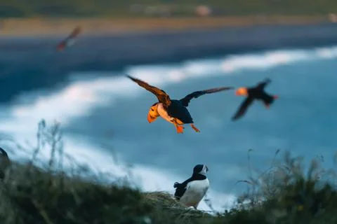 Atlantic puffin also know as common puffin is a species of seabird in the auk Stock Photos