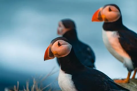 Atlantic puffin also know as common puffin is a species of seabird in the auk Stock Photos
