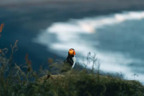 Atlantic puffin also know as common puffin is a species of seabird in the auk Stock Photos