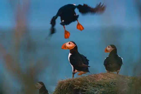 Atlantic puffin also know as common puffin is a species of seabird in the auk Stock Photos