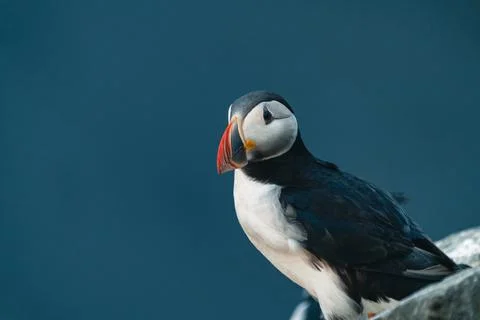 Atlantic puffin also know as common puffin is a species of seabird in the auk Stock Photos