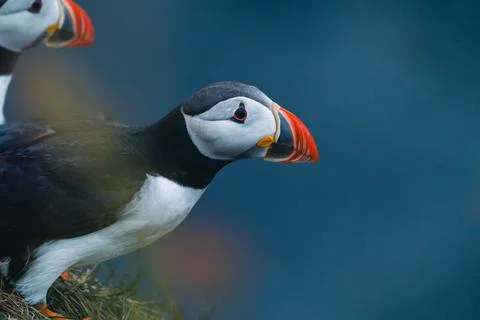 Atlantic puffin also know as common puffin is a species of seabird in the auk Stock Photos