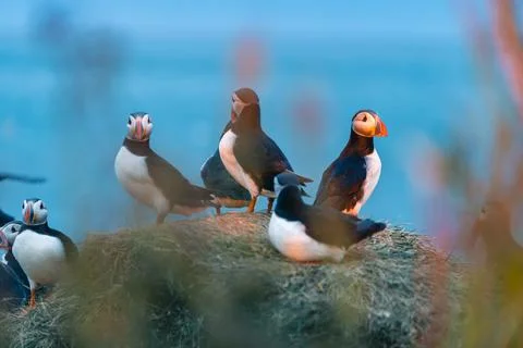 Atlantic puffin also know as common puffin is a species of seabird in the auk Stock Photos