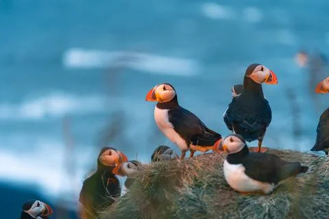 Atlantic puffin also know as common puffin is a species of seabird in the auk Stock Photos