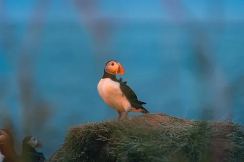 Atlantic puffin also know as common puffin is a species of seabird in the auk Stock Photos