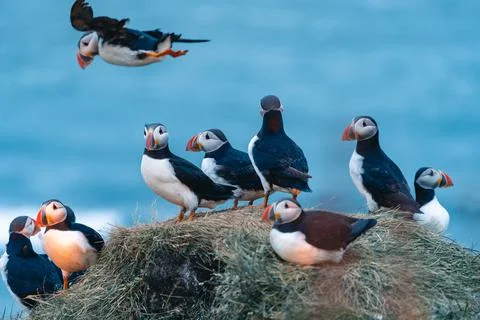 Atlantic puffin also know as common puffin is a species of seabird in the auk Stock Photos