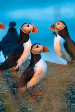 Atlantic puffin also know as common puffin is a species of seabird in the auk Stock Photos