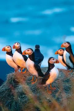 Atlantic puffin also know as common puffin is a species of seabird in the auk Stock Photos