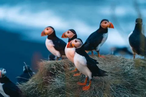Atlantic puffin also know as common puffin is a species of seabird in the auk Stock Photos