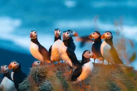Atlantic puffin also know as common puffin is a species of seabird in the auk Stock Photos