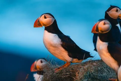 Atlantic puffin also know as common puffin is a species of seabird in the auk Stock Photos
