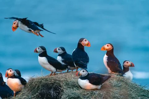 Atlantic puffin also know as common puffin is a species of seabird in the auk Stock Photos