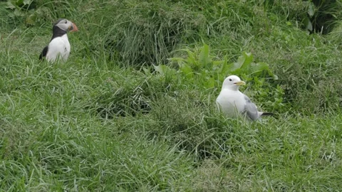 Atlantic Puffin and Gull Resting in Green Grass on an Icelandic Coastal Stock Footage 339891386