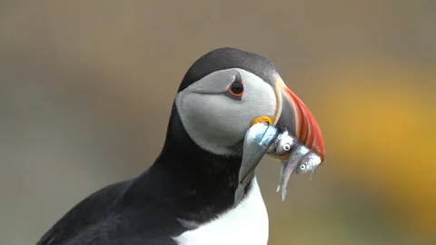 Atlantic Puffin with a beak full of fish in Orkney in 4k Stock Footage 298284992