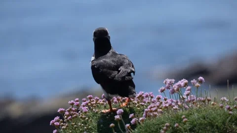Atlantic puffin with a beak full of fish sitting in Sea pinks in Orkney in H Stock Footage 301190959