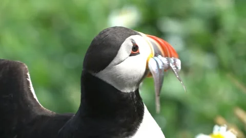 Atlantic puffin with a beak full of sand eels sitting in mayweed in Orkney i Video stock 298288702
