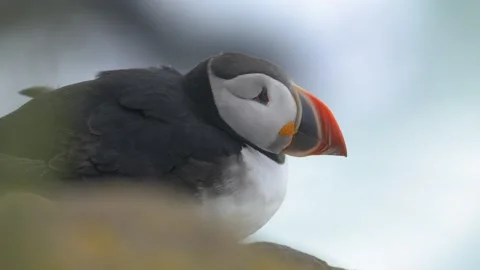 Atlantic Puffin Blinking and Ducking Down in Windy Weather on an Icelandic Cliff Stock Footage 339751400