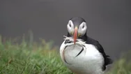 Atlantic Puffin In A Breeding Colony On Grassy Hills By The Sea Stock Footage