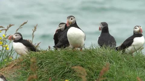Atlantic puffin in a breeding colony on grassy hills by the sea Stock Footage