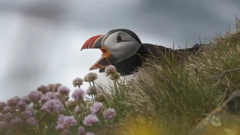 Atlantic Puffin Calling in Grassy Landscape Iceland Wildlife 4K Slow Motion Stock Footage 339752155