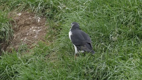Atlantic Puffin Carrying Fish Returning to Burrow on Icelandic Cliffside Stock Footage 339891345