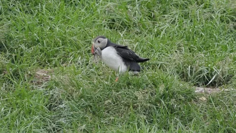 Atlantic Puffin Carrying Fish Returning to Burrow on Icelandic Cliffside Stock Footage 339891353