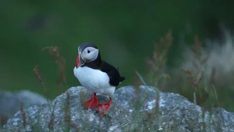 Atlantic puffin cleaning itself Vidéo 146236376